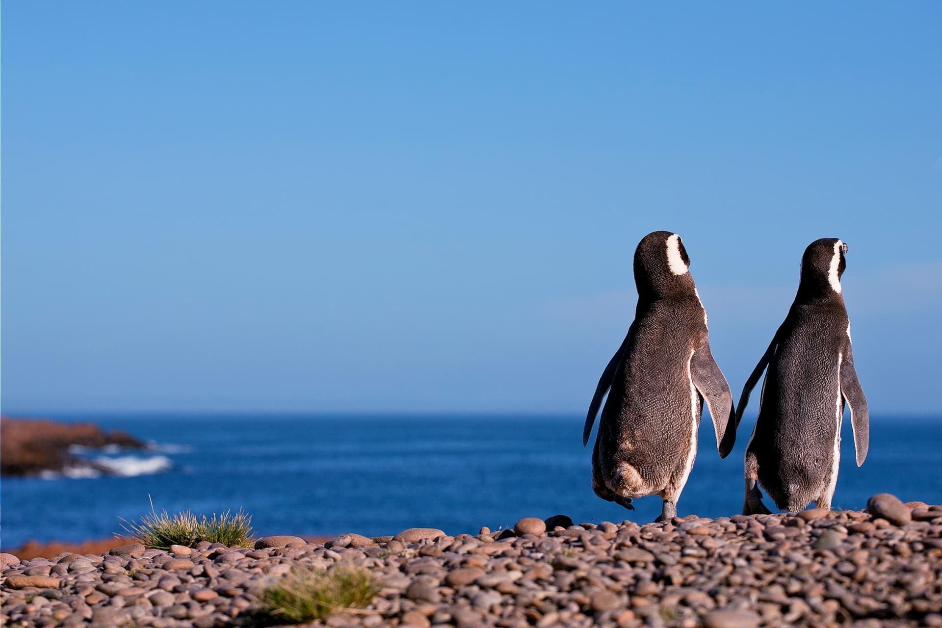 Our guide to wildlife to see in Patagonia